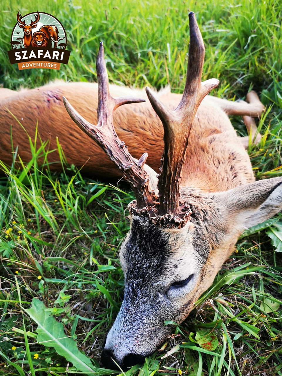 roe deer hunting Latvia
