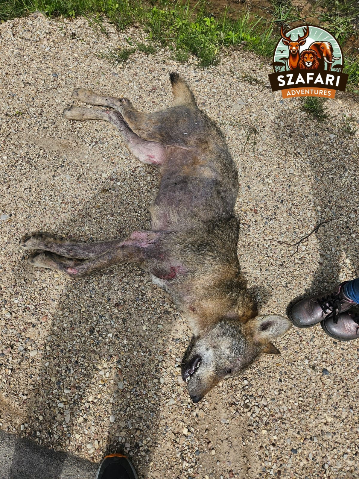 Wolf hunting in Latvia – A successful hunt on a guided hunting trip in Latvia's beautiful landscapes