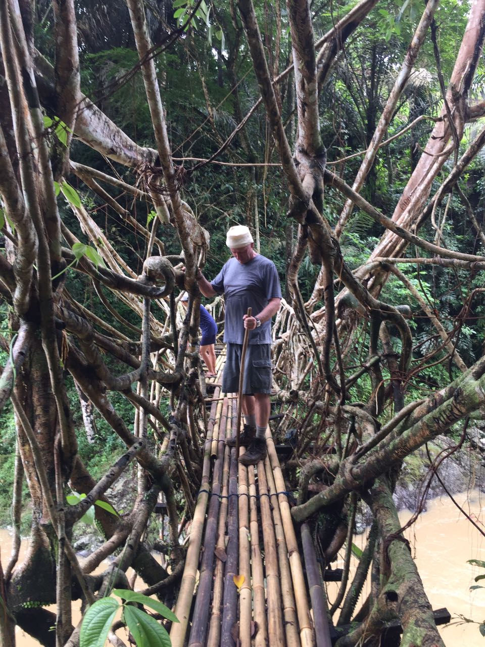 Root tree bridge