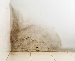 Mould.jpg