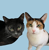 Profile images for 2+ animals (1)_edited.jpg