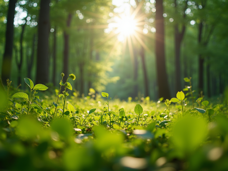 The Importance of Sustainable Living in Today's World