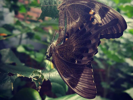 Spotting the butterfly and its cocoon in Bali!