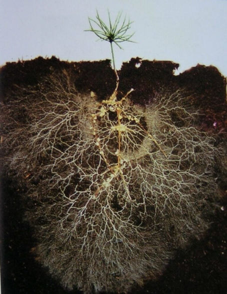 Mycorrhizal Networks - How They Affect Soil Health and Agriculture