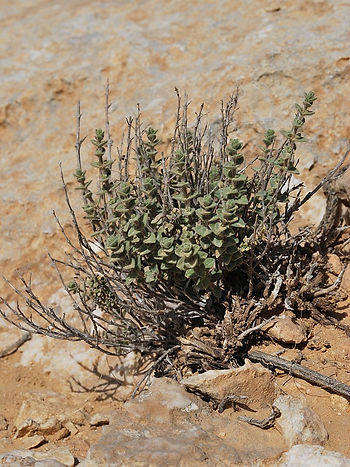 Wild Oregano