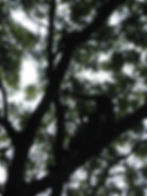 pruning