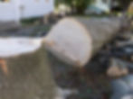 Oak Removal