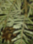 Elongate hemlock scale disease