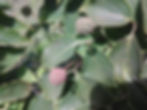 Fruit of a dogwood