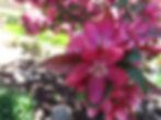 Flowering crab tree