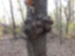 Burl