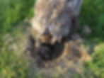 Basal Root rot