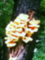 Laetiporus sulphreus Fungus