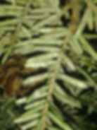 Elongate hemlock scale disease