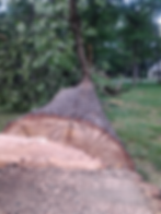 Oak Removal