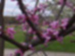Red Bud
