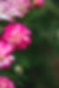 HealingFlowersFarm-17.jpg