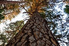 view-of-a-large-tall-tree-in-yosemite-national-par-2022-04-06-17-49-53-utc.jpg