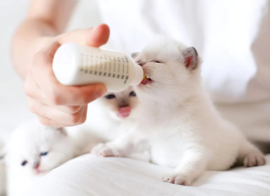petmd-bottle-feeding-kittens.webp