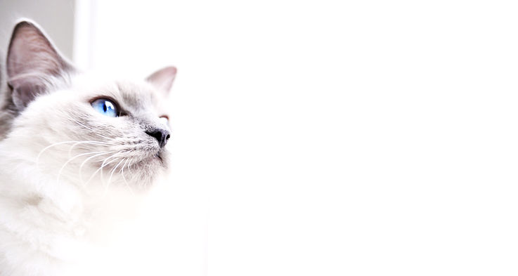 Cats for Adoption in Baton Rouge, Louisiana