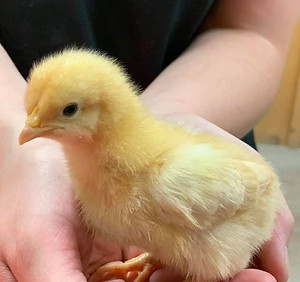 chick.jpg