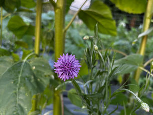 Why Grow Flowers?