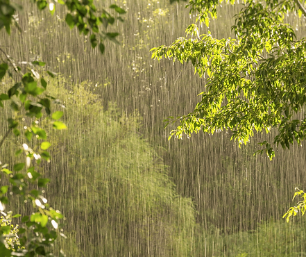 Layered trees with misty rain and sunlight breaking through, symbolizing hope and growth amidst challenges.