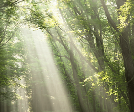 Warm sunbeams piercing through a lush green canopy, representing resilience and growth after relational wounds.