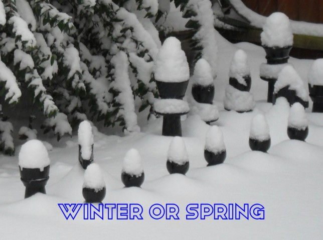 WINTER OR SPRING (Small)