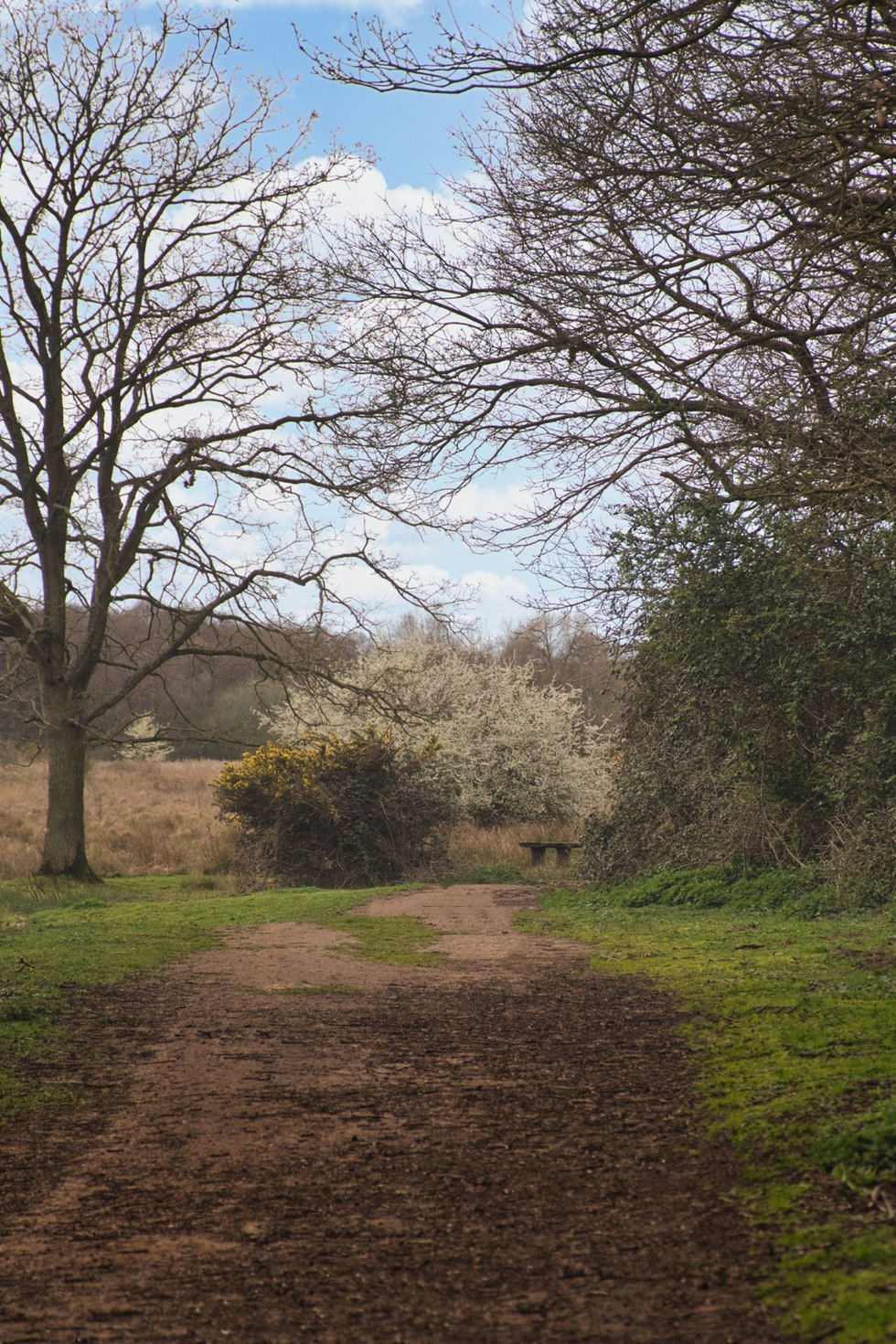 5 Lopham Fen (Large)