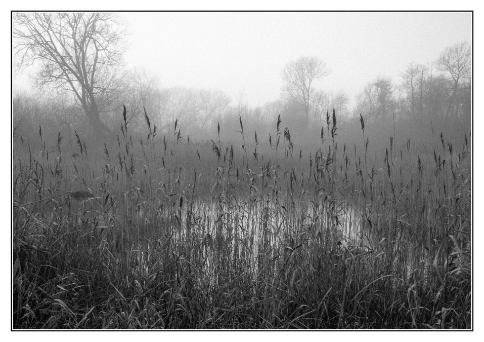 Betty's Fen Reeds 2020 (Large)