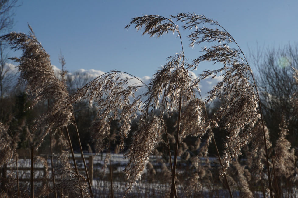 Blo' Norton Fen - phragmites 2018 (Large)