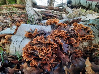 3C45ED85-7958-4352-991A-20BEB7C97C26-silver birch fungus