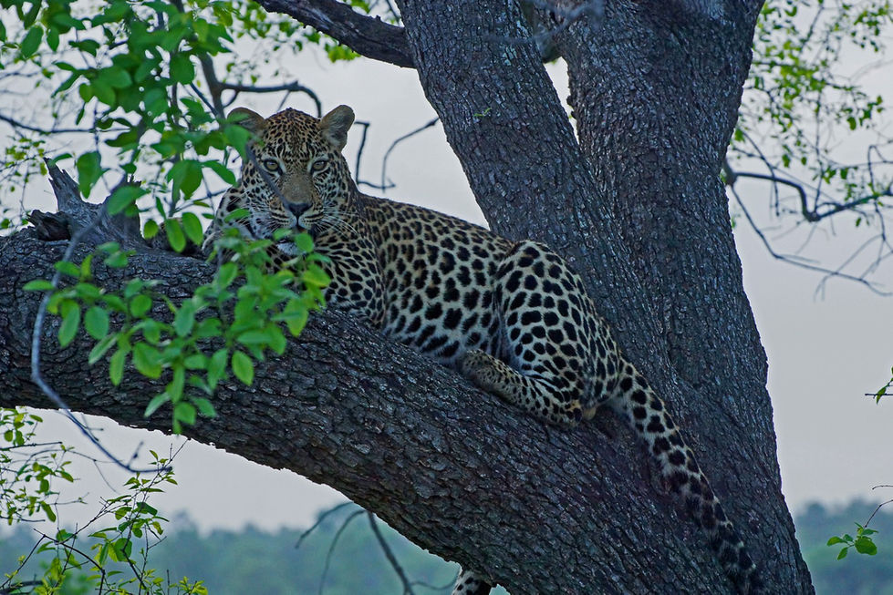 Kruger male leopard watching (Large)