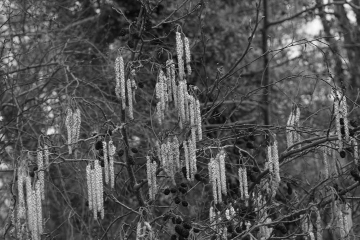 Catkins emerging (Large)