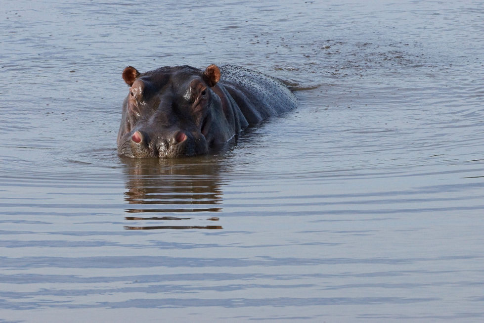 Kruger hippo watchiing (Large)