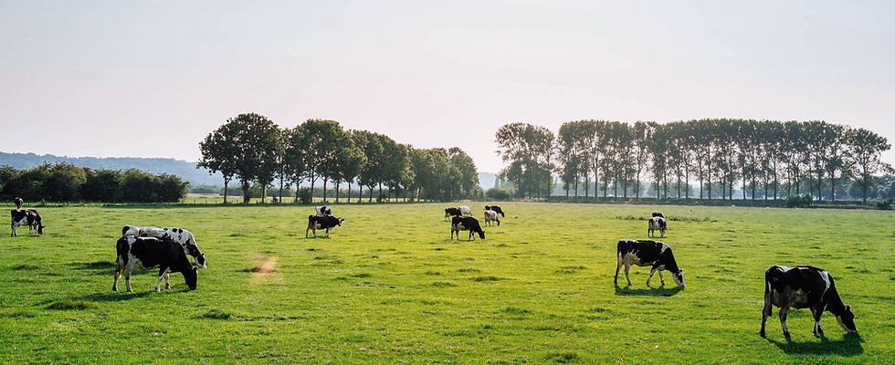 Cattle in Pasture