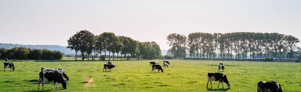 Animal Feed Machines