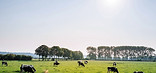 Cattle in Pasture