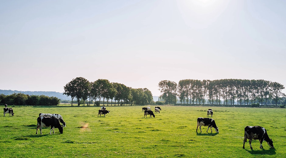 Cattle in Pasture