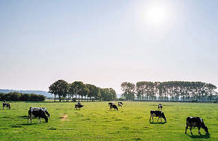 Cattle in Pasture