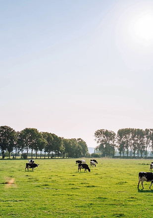 Cattle in Pasture
