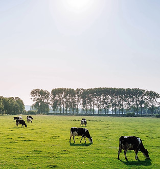 Cattle in Pasture