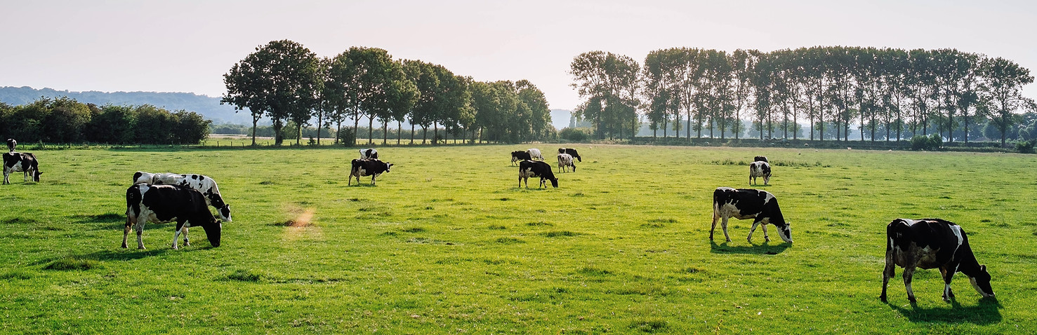 dairy
