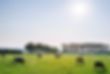 Cattle in Pasture