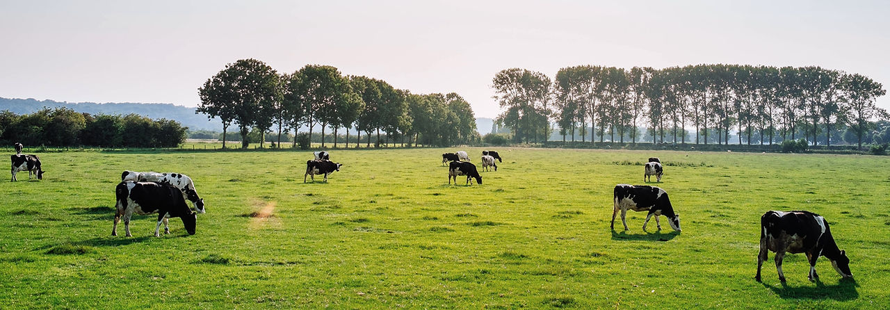 Cattle in Pasture