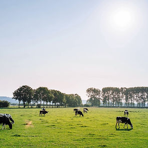 Cattle in Pasture