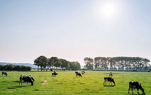 Cattle in Pasture