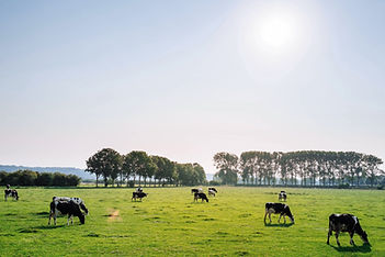 Cattle in Pasture