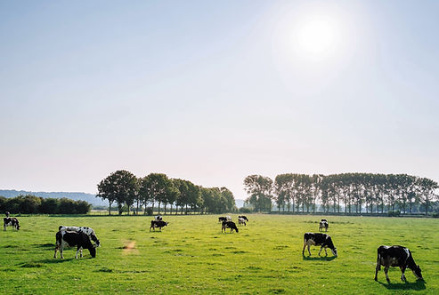 Cattle in Pasture